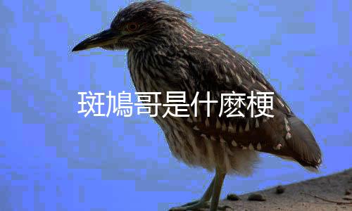 斑鳩哥是什麽梗